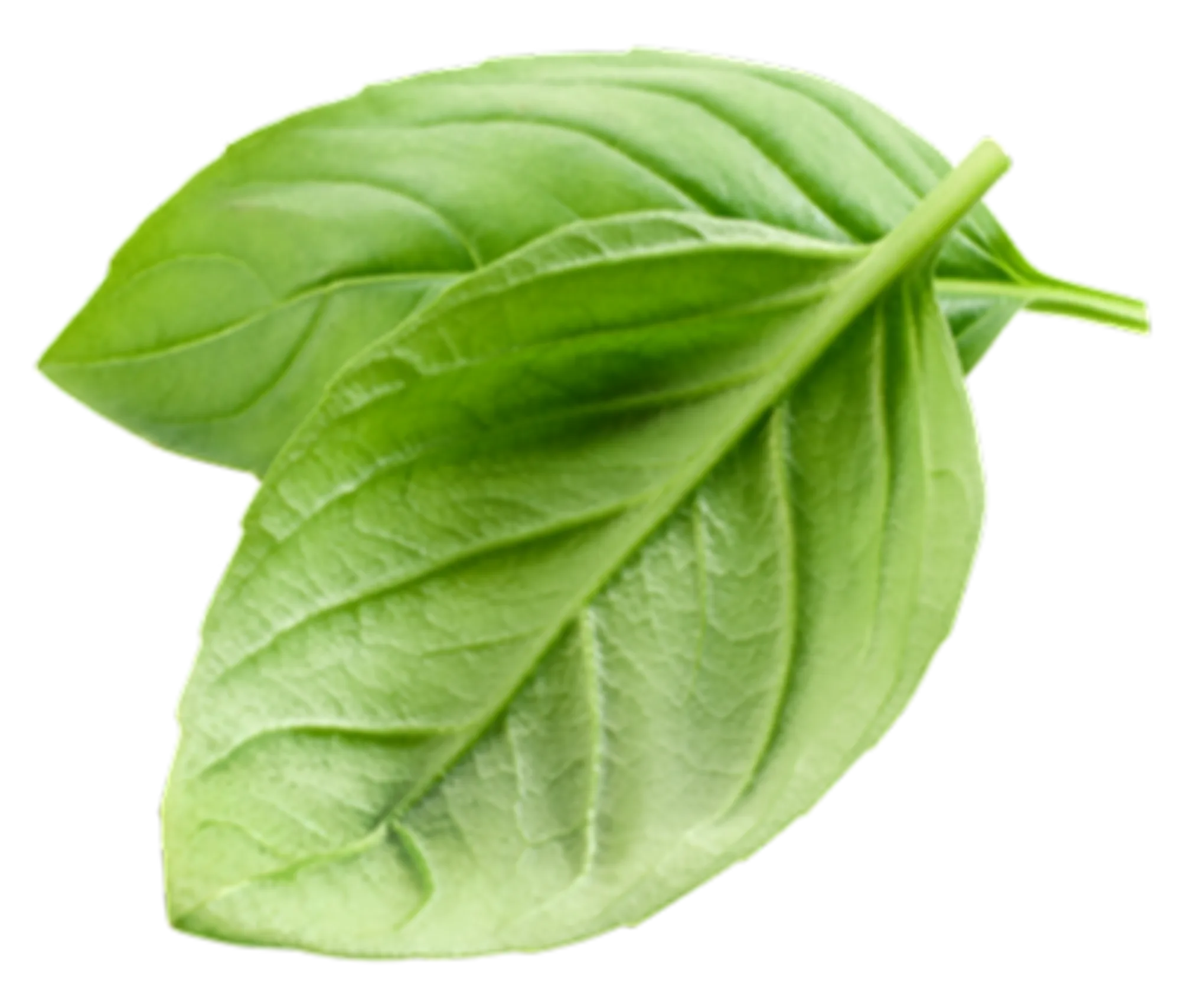 fresh-green-basil-leaf-2025-02-10-14-05-01-utc-1